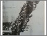 [thumbnail of Bentuk-Bentuk Rumah Bugis Makassar]