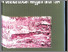 [thumbnail of 2008-Buku-Gerakan Perlawanan Rakyat thd Kolonial Tahun 1904.pdf]