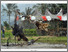 [thumbnail of Bendang Tulisan dalam singgalang.pdf]
