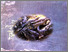[thumbnail of UPACARA PEMANGGILAN BUAYA DI NTT.pdf]