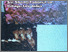 [thumbnail of bunga rampai budaya sumatera barat.pdf]